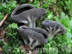 Helvella costifera