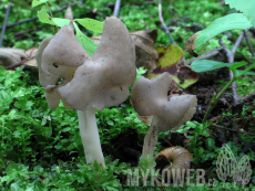 Helvella ephippium