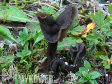 Helvella atra