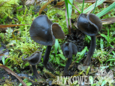 Helvella atra