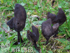 Helvella atra