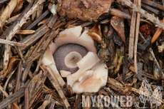 Geastrum quadrifidum
