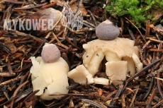Geastrum quadrifidum