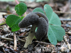 Helvella dissingii