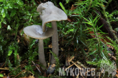 Helvella macropus