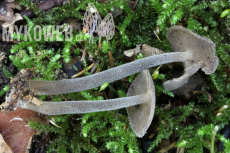 Helvella macropus