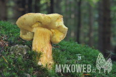 Boletus subappendiculatus