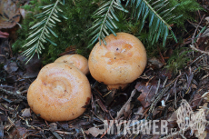 Lactarius salmonicolor