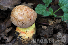 Boletus fuscoroseus