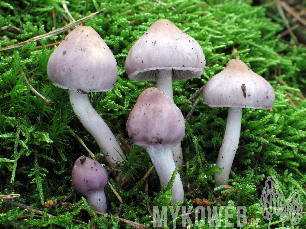 Inocybe geophylla vláknice zemní Mykoweb