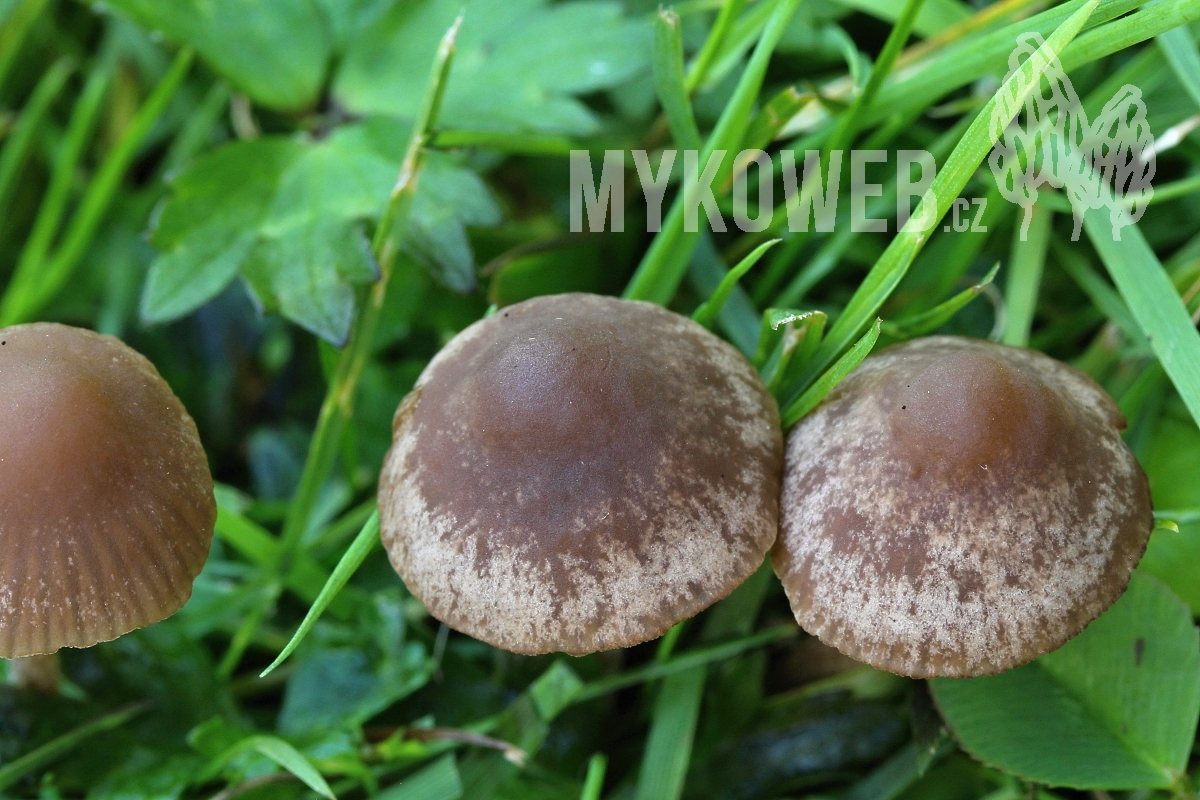 Panaeolina foenisecii kropenatec otavní Mykoweb