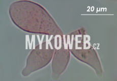 Mycena purpureofusca