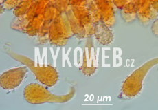 Mycena aurantiomarginata