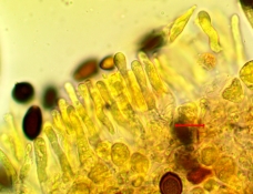 Panaeolus acuminatus