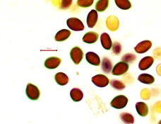 Panaeolus acuminatus