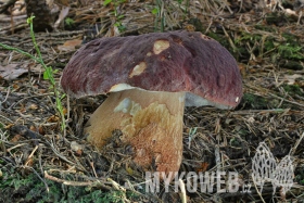 Boletus pinophilus