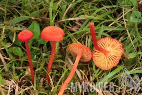 Hygrocybe miniata