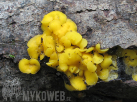 Bisporella citrina