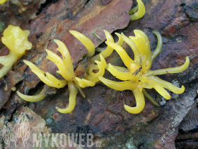 Calocera pallidospathulata