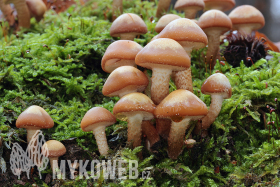 Kuehneromyces mutabilis