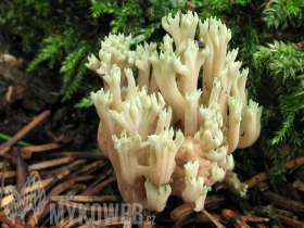 Ramaria apiculata