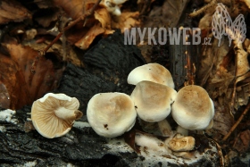 Asterophora lycoperdoides