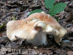 Hydnum repandum