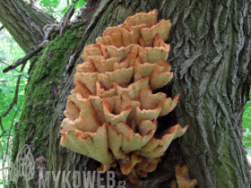 Laetiporus sulphureus