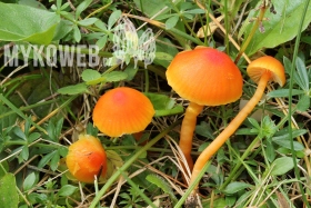 Hygrocybe mucronella