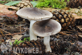 Tricholoma terreum