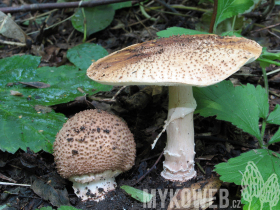 Echinoderma asperum