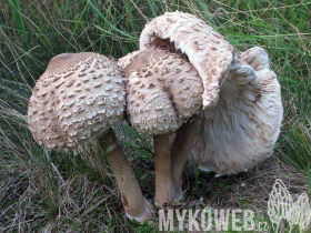 Macrolepiota procera