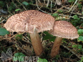 Tricholoma vaccinum