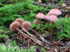 Mycena rosella