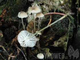 Mycena speirea