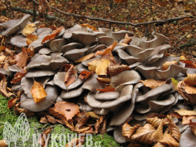 Pleurotus ostreatus