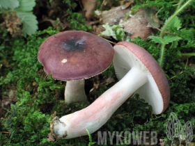 Russula cavipes