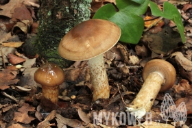 Hygrophorus persoonii