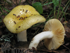 Russula risigallina