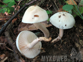 Hygrophorus hedrychii