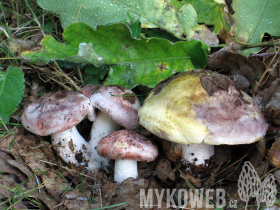 Hygrophorus russula