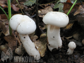 Hygrophorus eburneus