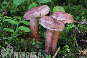 Hygrophorus capreolarius