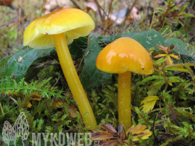 Hygrocybe chlorophana