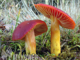 Hygrocybe punicea