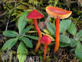 Hygrocybe reidii