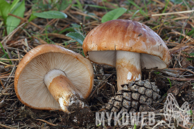 Tricholoma batschii