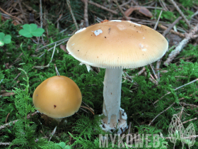 Amanita gemmata