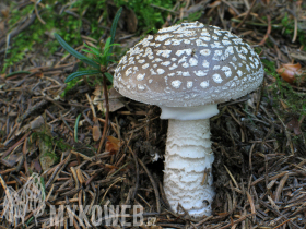 Amanita excelsa