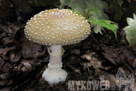 Amanita pantherina